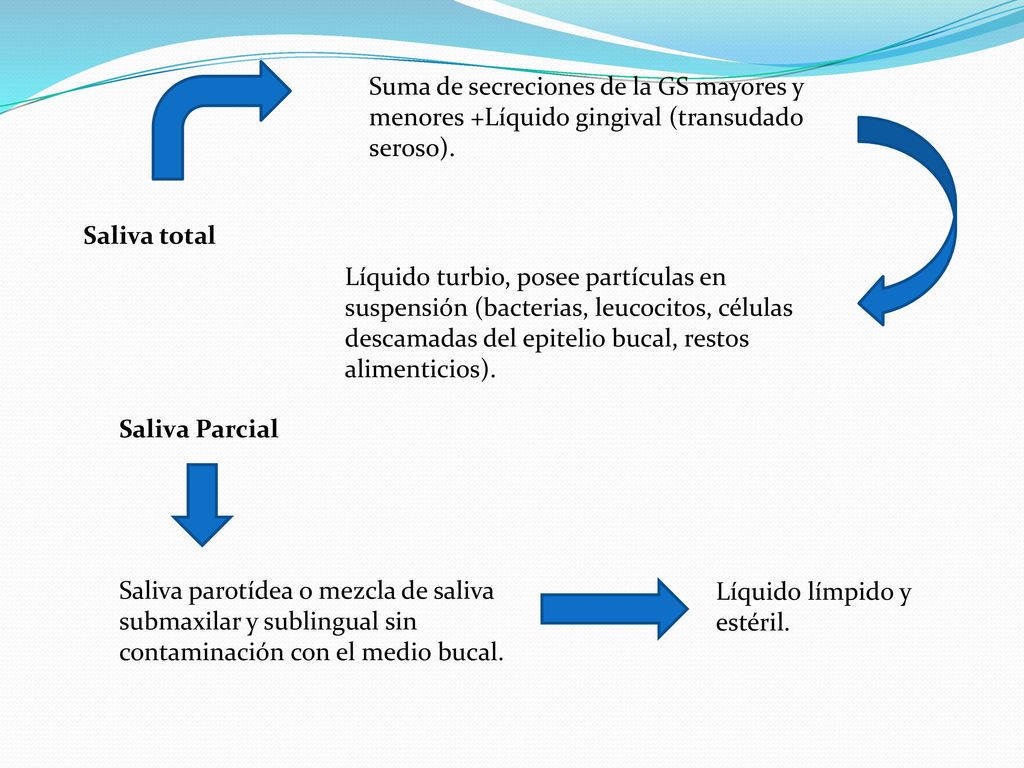 Suma de secreciones de la GS mayores y menores +Líquido gingival (transudado seroso).