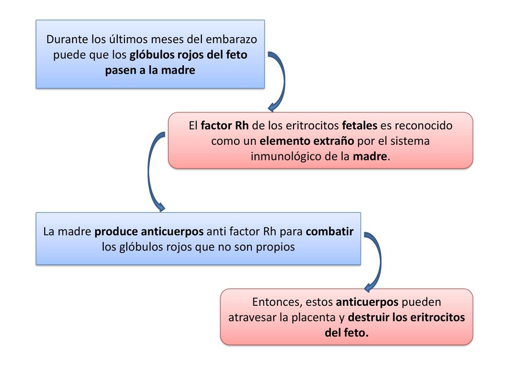 Durante los últimos meses del embarazo puede que los glóbulos rojos del feto pasen a la madre