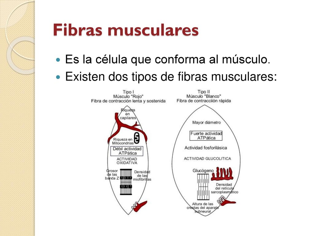 Fibras musculares Es la célula que conforma al músculo.