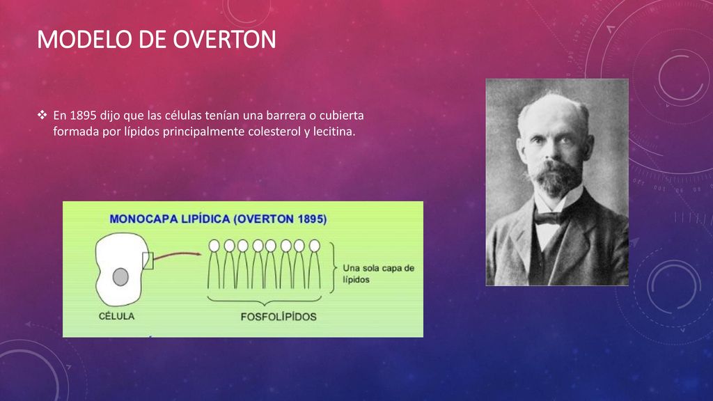 Modelo de overton En 1895 dijo que las células tenían una barrera o cubierta formada por lípidos principalmente colesterol y lecitina.