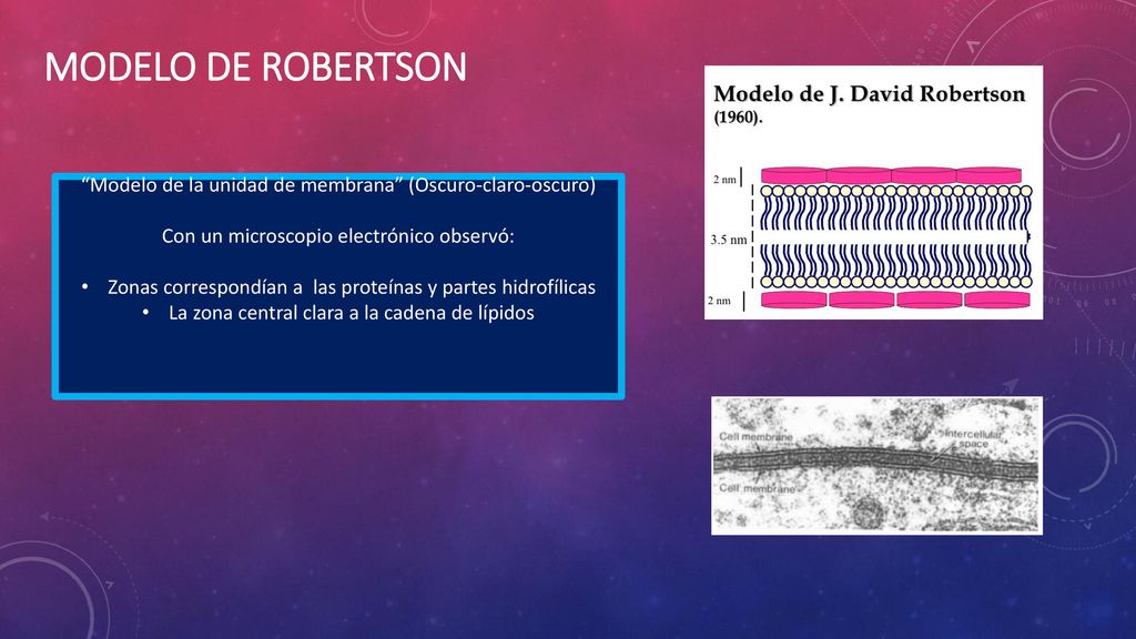 MODELO DE ROBERTSON Modelo de la unidad de membrana (Oscuro-claro-oscuro) Con un microscopio electrónico observó: