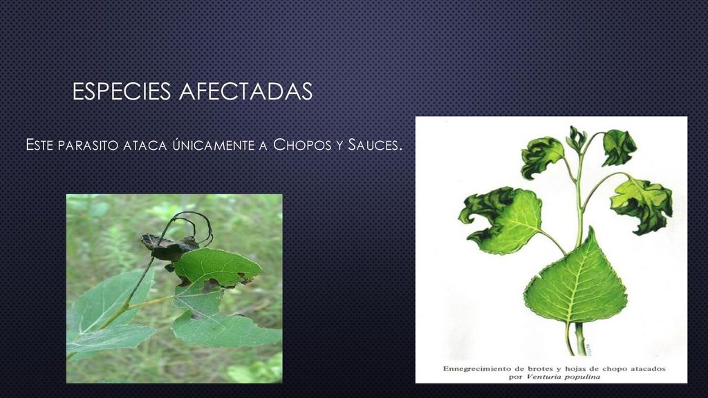 Especies afectadas Este parasito ataca únicamente a Chopos y Sauces.