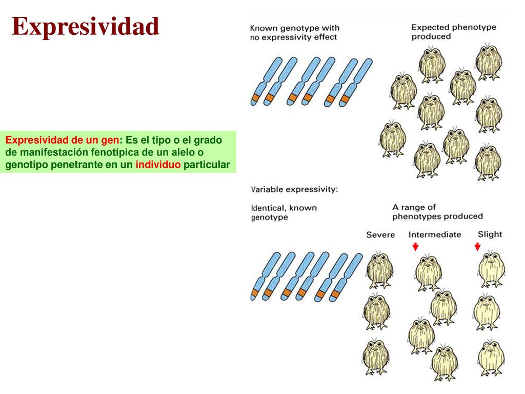 Expresividad Expresividad de un gen: Es el tipo o el grado