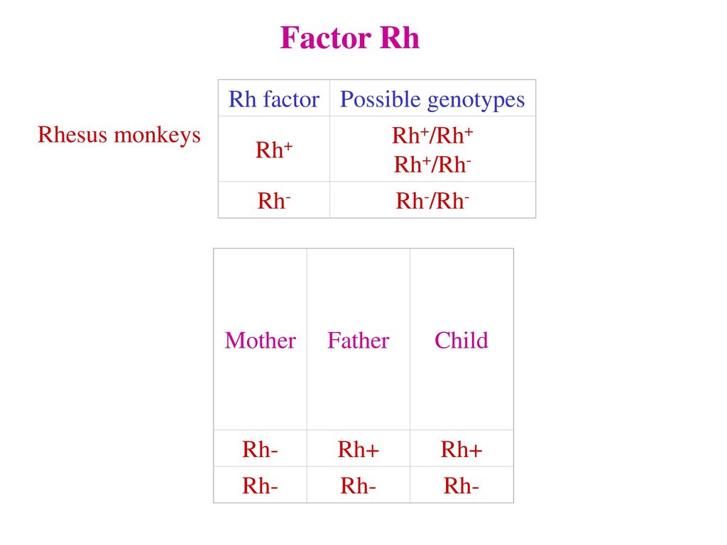 Factor Rh Rh factor Possible genotypes Rh+ Rh+/Rh+ Rh+/Rh- Rh- Rh-/Rh-