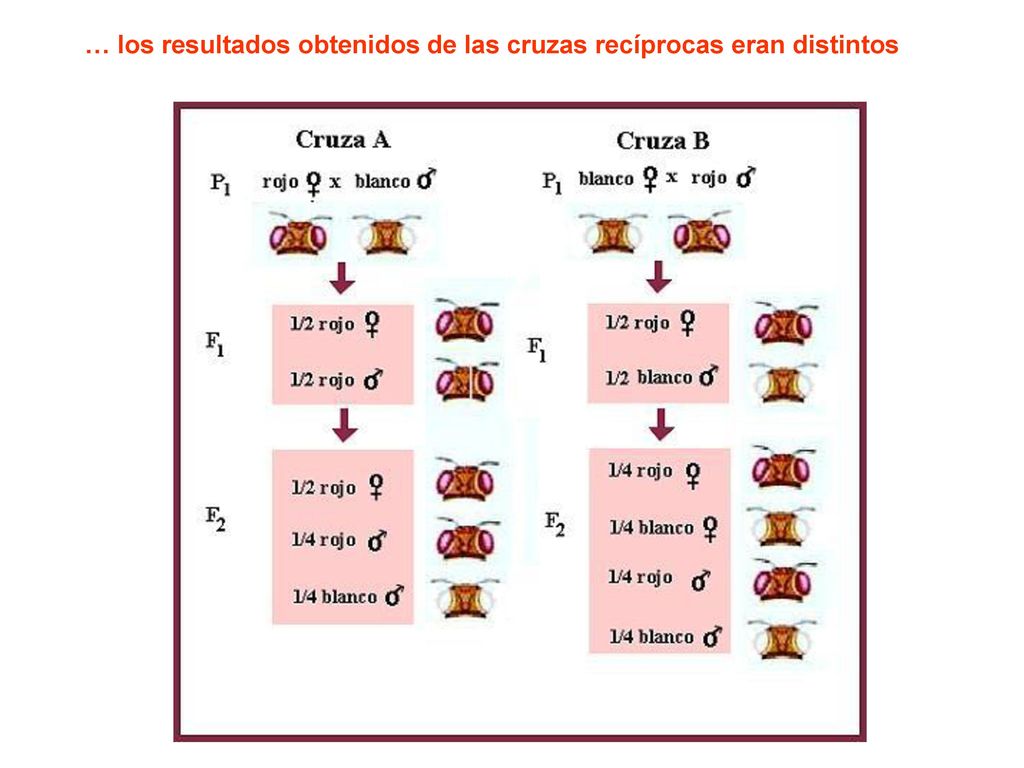 … los resultados obtenidos de las cruzas recíprocas eran distintos