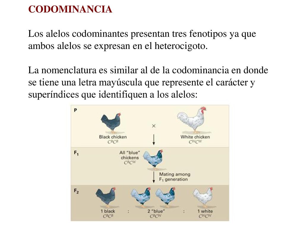 CODOMINANCIA Los alelos codominantes presentan tres fenotipos ya que. ambos alelos se expresan en el heterocigoto.
