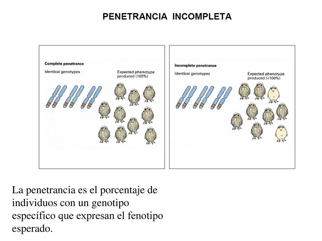 La penetrancia es el porcentaje de individuos con un genotipo específico que expresan el fenotipo esperado.
