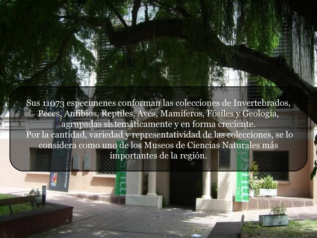 Sus especimenes conforman las colecciones de Invertebrados, Peces, Anfibios, Reptiles, Aves, Mamíferos, Fósiles y Geología, agrupadas sistemáticamente y en forma creciente.
