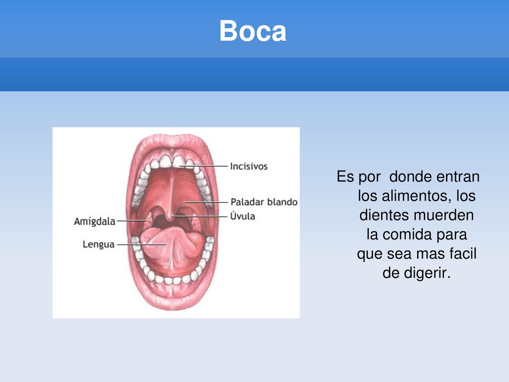 Boca Es por donde entran los alimentos, los dientes muerden la comida para que sea mas facil de digerir.