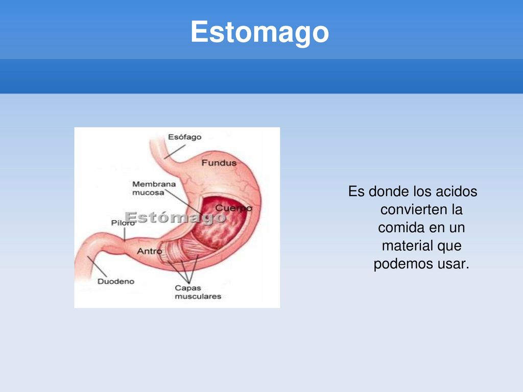 Estomago Es donde los acidos convierten la comida en un material que podemos usar.
