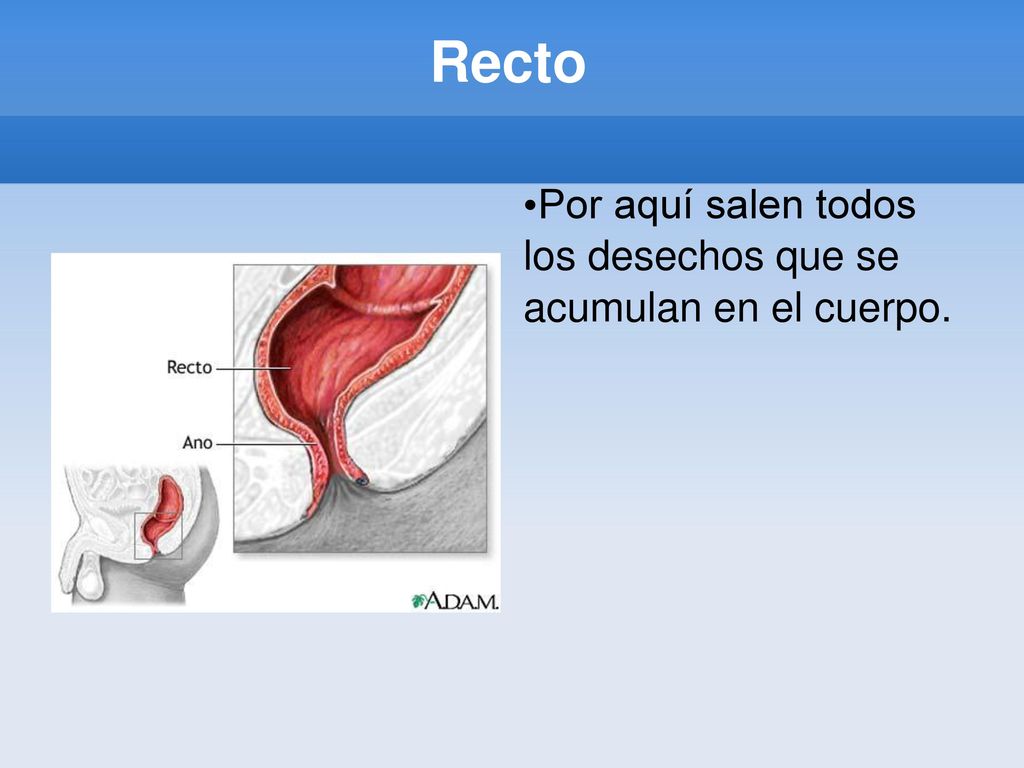 Recto Por aquí salen todos los desechos que se acumulan en el cuerpo.