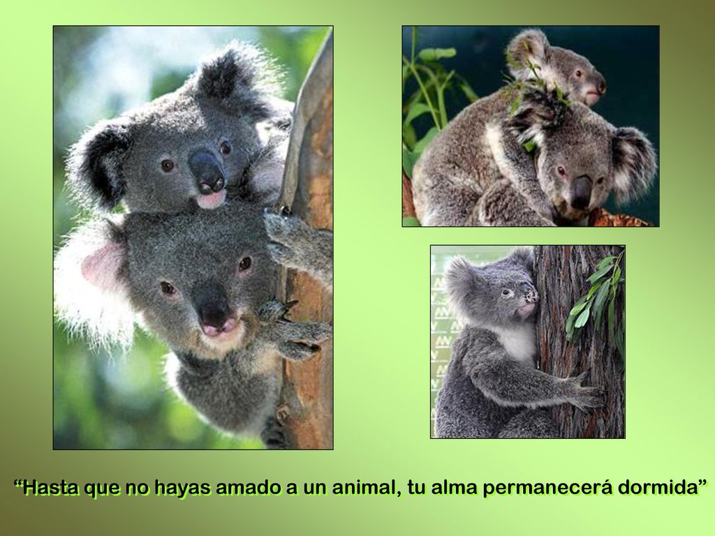 Hasta que no hayas amado a un animal, tu alma permanecerá dormida