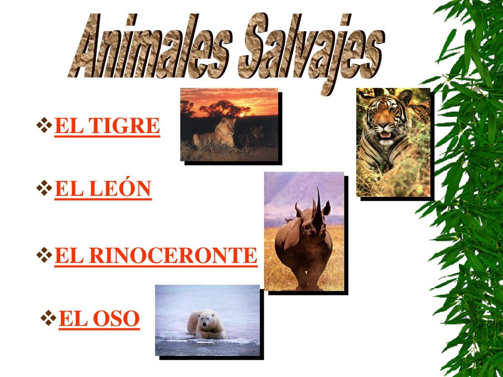 Animales Salvajes EL TIGRE EL LEÓN EL RINOCERONTE EL OSO