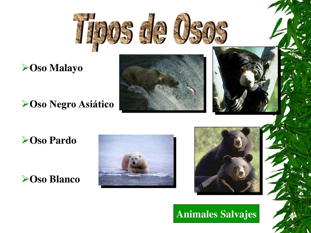 Tipos de Osos Oso Malayo Oso Negro Asiático Oso Pardo Oso Blanco