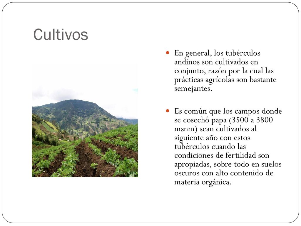 Cultivos En general, los tubérculos andinos son cultivados en conjunto, razón por la cual las prácticas agrícolas son bastante semejantes.