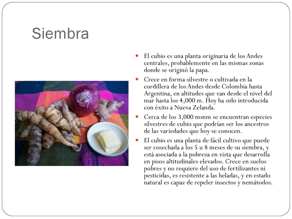 Siembra El cubio es una planta originaria de los Andes centrales, probablemente en las mismas zonas donde se originó la papa.