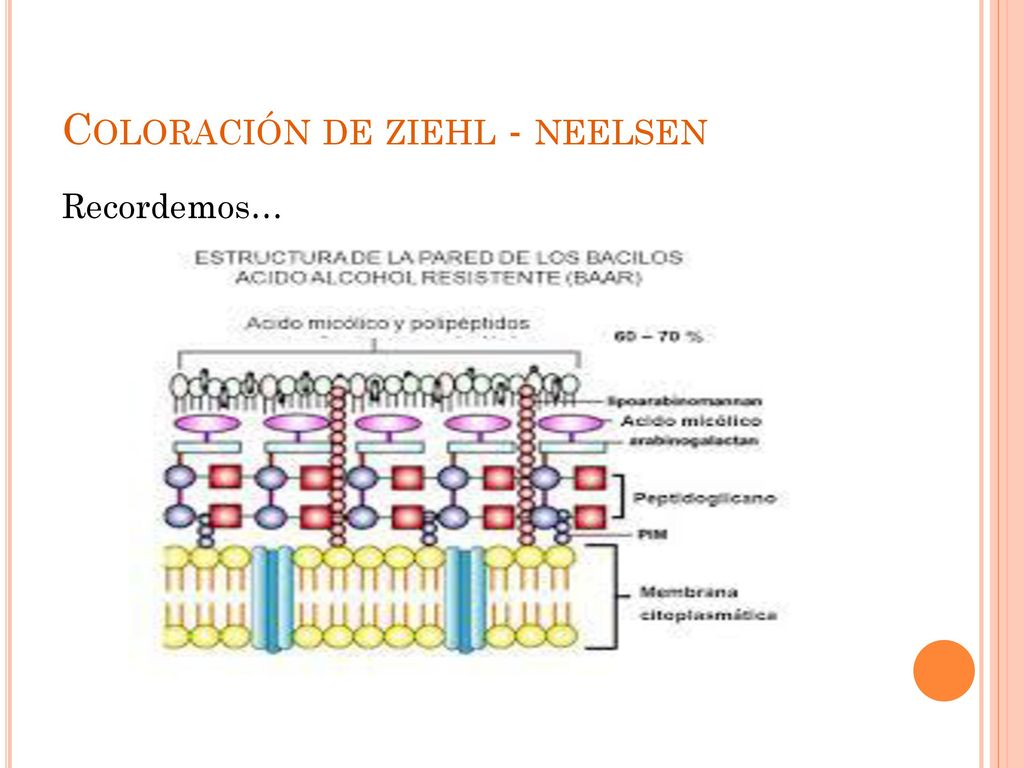 Coloración de ziehl - neelsen