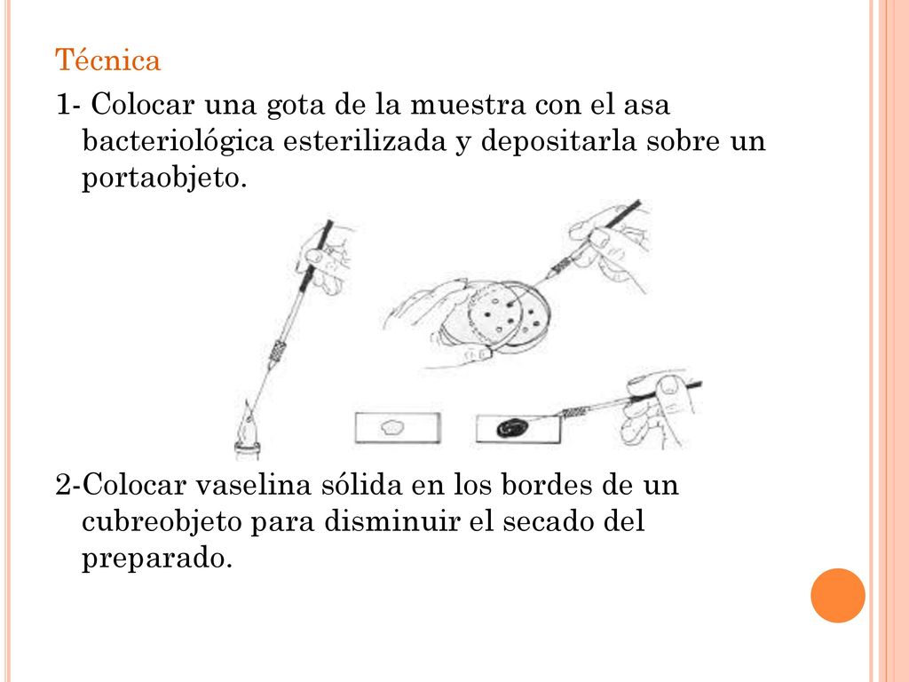 Técnica 1- Colocar una gota de la muestra con el asa bacteriológica esterilizada y depositarla sobre un portaobjeto.