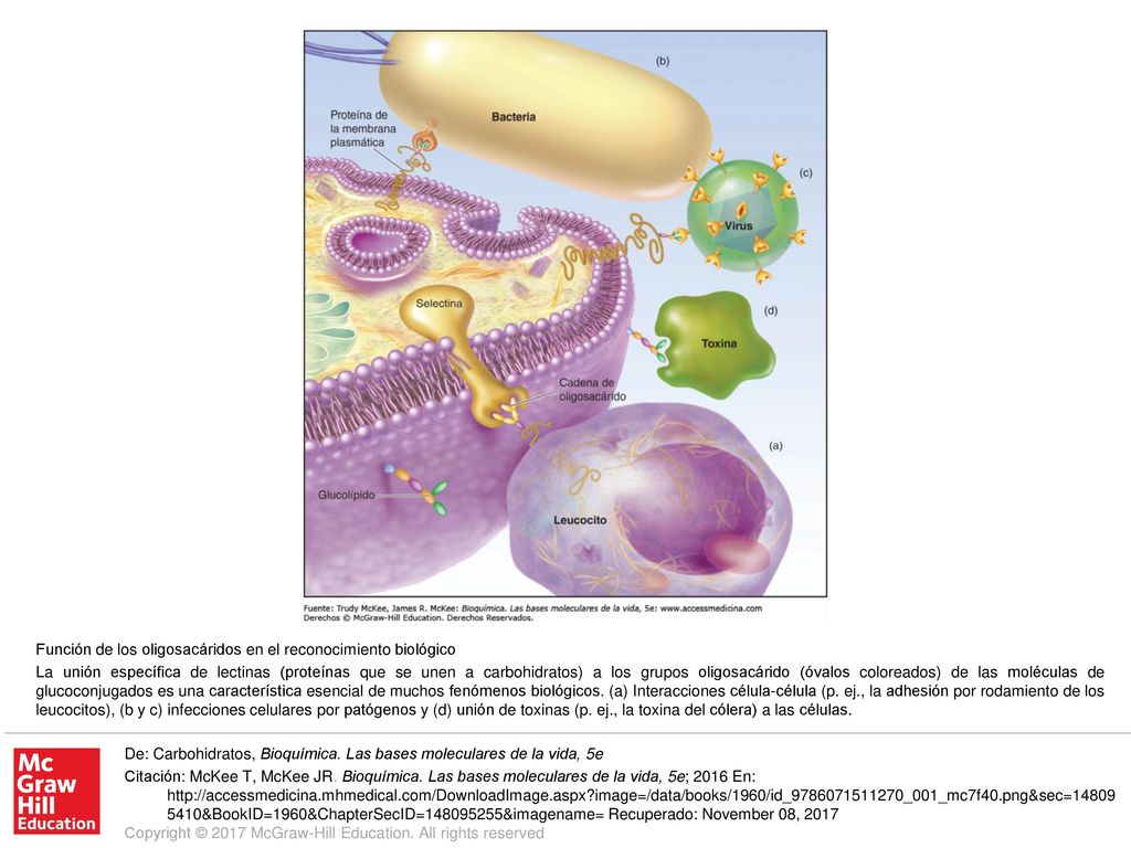 La unión específica de lectinas (proteínas que se unen a carbohidratos) a los grupos oligosacárido (óvalos coloreados) de las moléculas de glucoconjugados es una característica esencial de muchos fenómenos biológicos. (a) Interacciones célula-célula (p. ej., la adhesión por rodamiento de los leucocitos), (b y c) infecciones celulares por patógenos y (d) unión de toxinas (p. ej., la toxina del cólera) a las células.