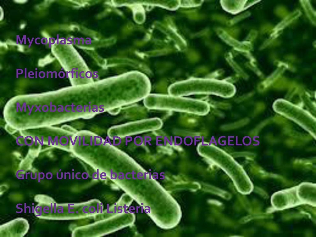 Mycoplasma Pleiomórficos Myxobacterias CON MOVILIDAD POR ENDOFLAGELOS Grupo único de bacterias Shigella E.