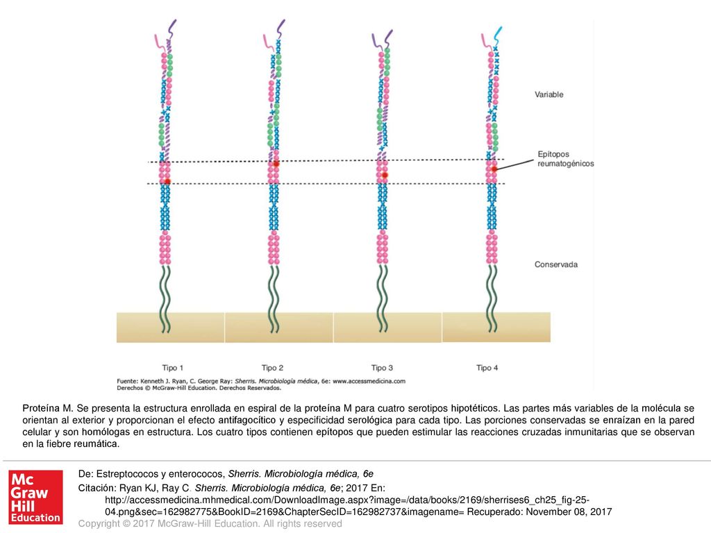 Proteína M. Se presenta la estructura enrollada en espiral de la proteína M para cuatro serotipos hipotéticos. Las partes más variables de la molécula se orientan al exterior y proporcionan el efecto antifagocítico y especificidad serológica para cada tipo. Las porciones conservadas se enraízan en la pared celular y son homólogas en estructura. Los cuatro tipos contienen epítopos que pueden estimular las reacciones cruzadas inmunitarias que se observan en la fiebre reumática.