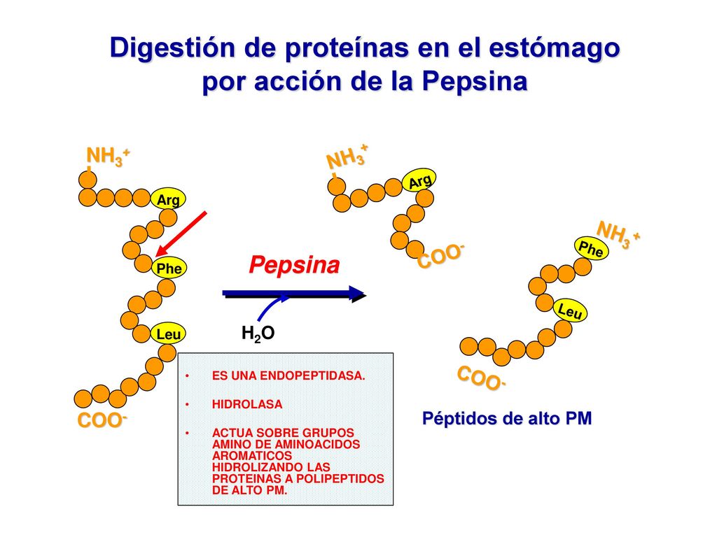 Digestión de proteínas en el estómago por acción de la Pepsina