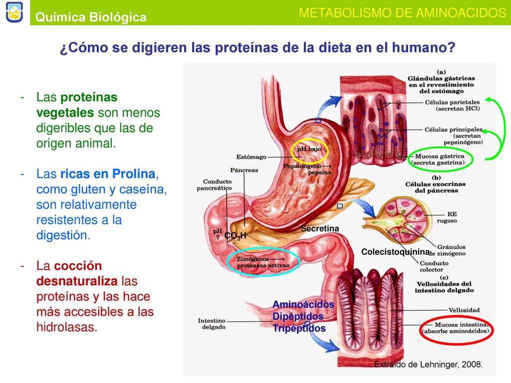 ¿Cómo se digieren las proteínas de la dieta en el humano