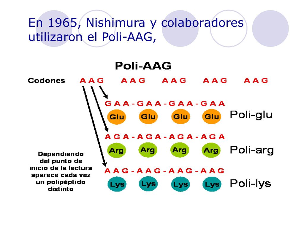 En 1965, Nishimura y colaboradores utilizaron el Poli-AAG,