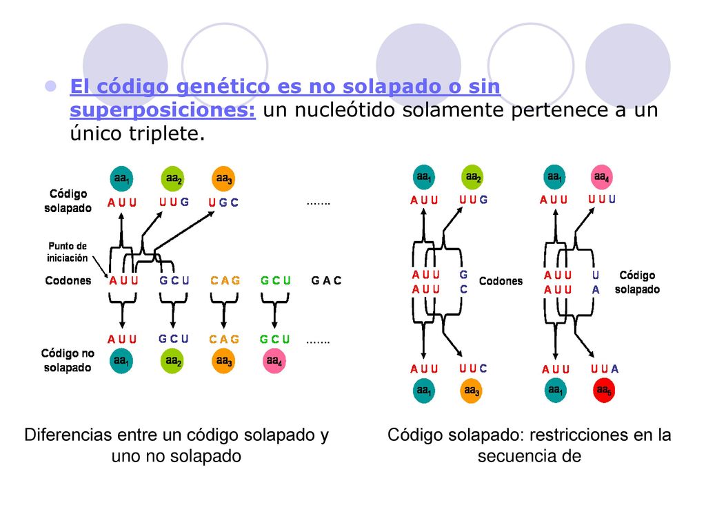 El código genético es no solapado o sin superposiciones: un nucleótido solamente pertenece a un único triplete.