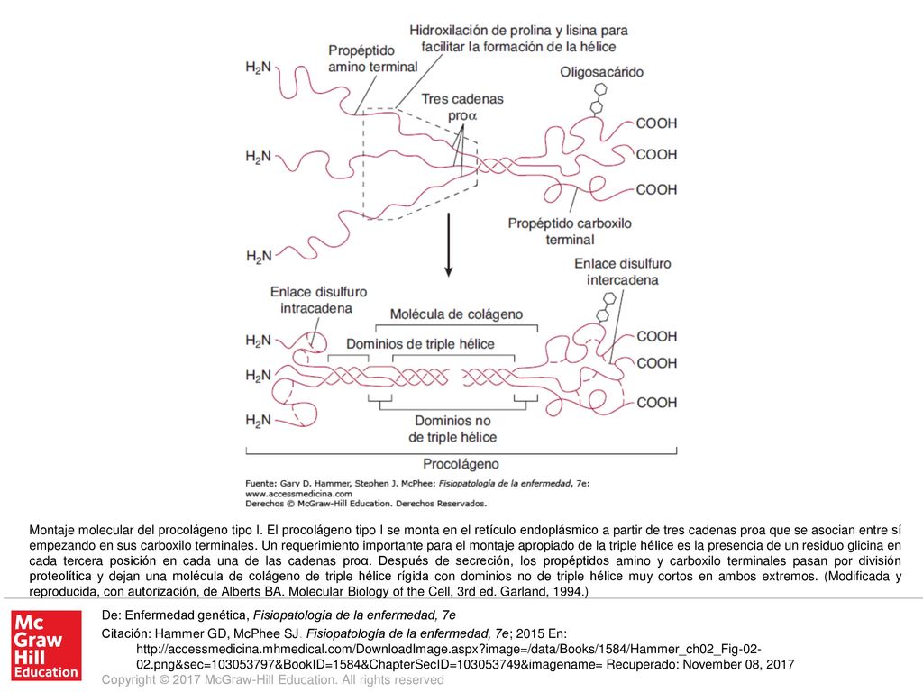 Montaje molecular del procolágeno tipo I