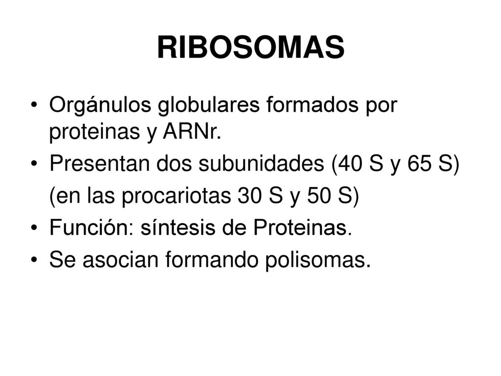 RIBOSOMAS Orgánulos globulares formados por proteinas y ARNr.