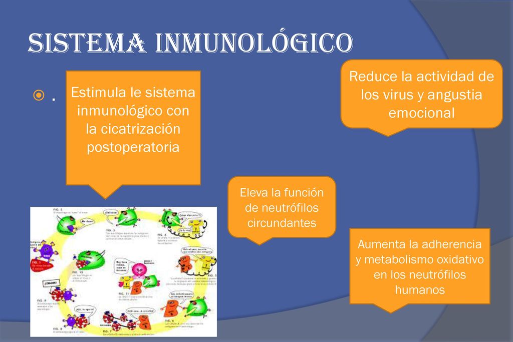 sistema inmunológico Reduce la actividad de los virus y angustia emocional. Estimula le sistema inmunológico con la cicatrización postoperatoria.