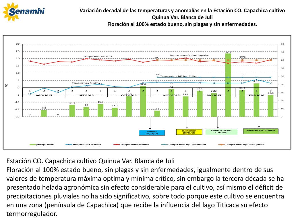 Floración al 100% estado bueno, sin plagas y sin enfermedades.