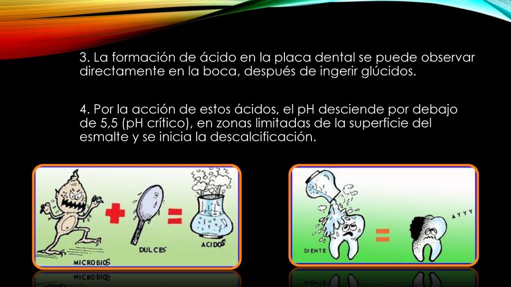 3. La formación de ácido en la placa dental se puede observar directamente en la boca, después de ingerir glúcidos.