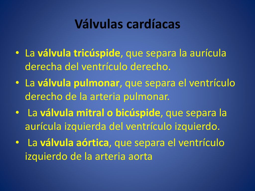 Válvulas cardíacas La válvula tricúspide, que separa la aurícula derecha del ventrículo derecho.