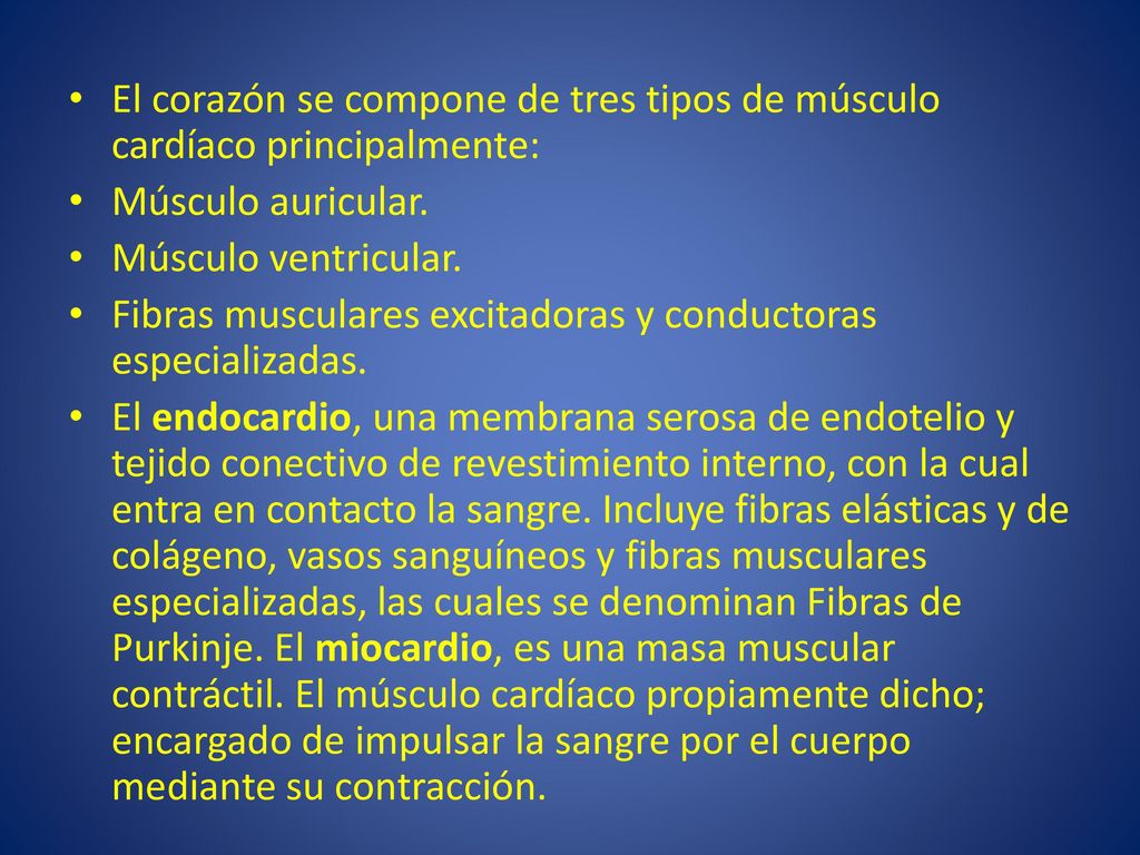 El corazón se compone de tres tipos de músculo cardíaco principalmente:
