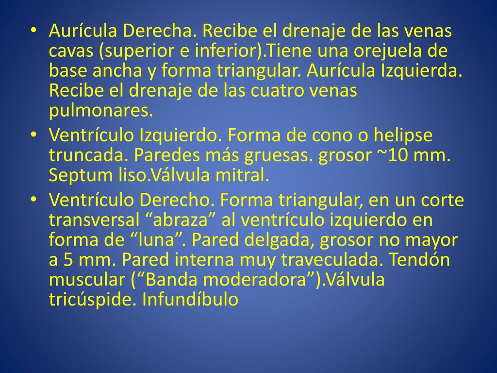 Aurícula Derecha. Recibe el drenaje de las venas cavas (superior e inferior).Tiene una orejuela de base ancha y forma triangular. Aurícula Izquierda. Recibe el drenaje de las cuatro venas pulmonares.
