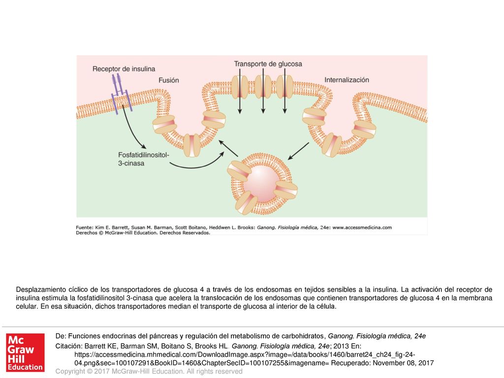 Desplazamiento cíclico de los transportadores de glucosa 4 a través de los endosomas en tejidos sensibles a la insulina. La activación del receptor de insulina estimula la fosfatidilinositol 3-cinasa que acelera la translocación de los endosomas que contienen transportadores de glucosa 4 en la membrana celular. En esa situación, dichos transportadores median el transporte de glucosa al interior de la célula.