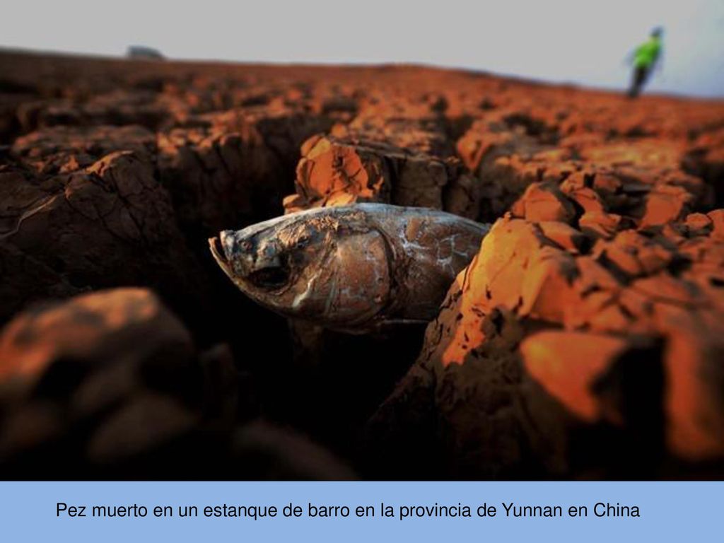 Pez muerto en un estanque de barro en la provincia de Yunnan en China