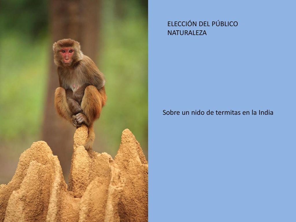 ELECCIÓN DEL PÚBLICO NATURALEZA Sobre un nido de termitas en la India