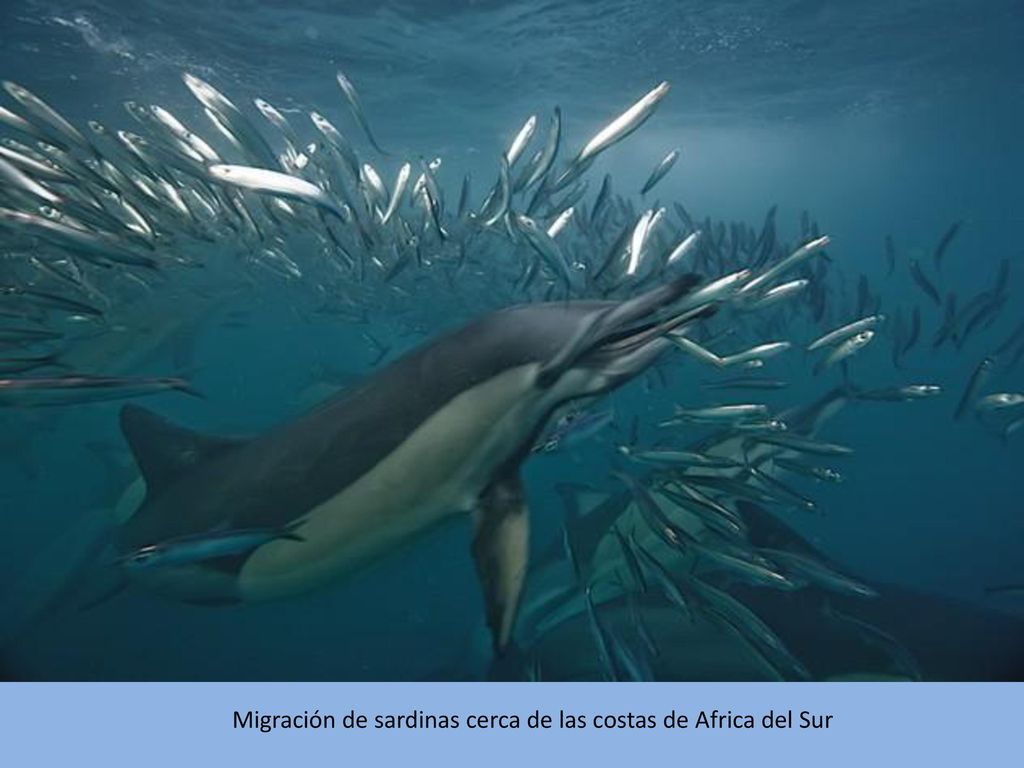 Migración de sardinas cerca de las costas de Africa del Sur
