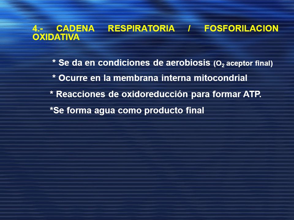 4.- CADENA RESPIRATORIA / FOSFORILACION OXIDATIVA