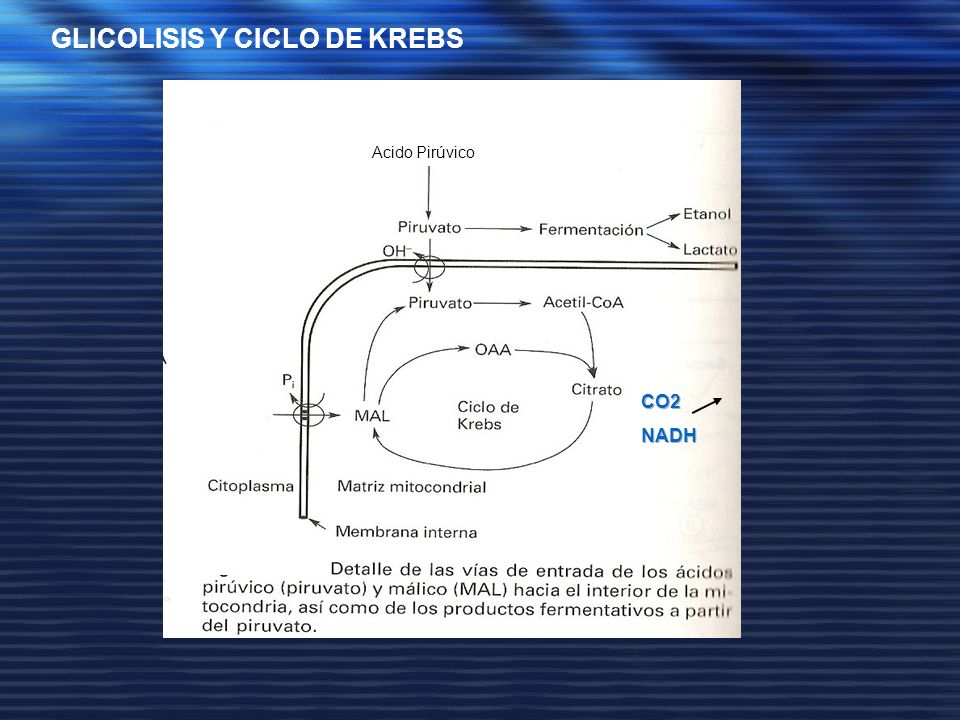 GLICOLISIS Y CICLO DE KREBS