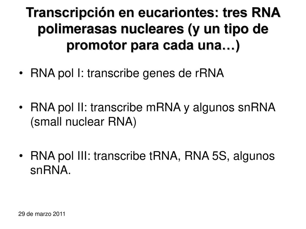 Transcripción en eucariontes: tres RNA polimerasas nucleares (y un tipo de promotor para cada una…)