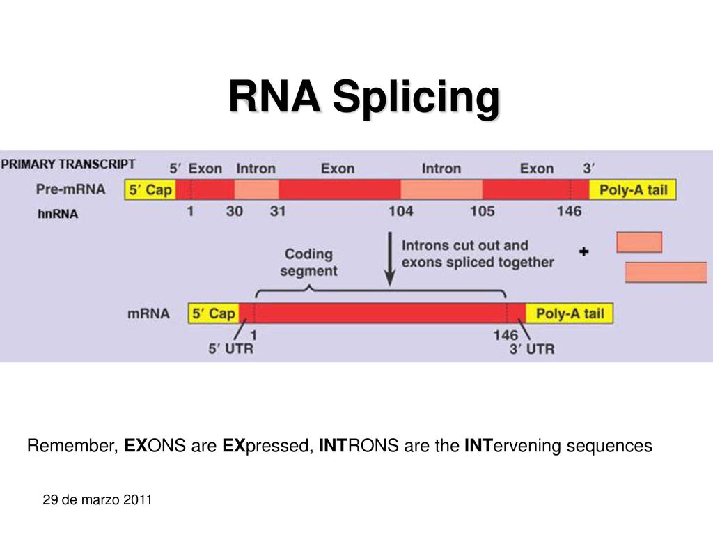 RNA Splicing Remember, EXONS are EXpressed, INTRONS are the INTervening sequences 29 de marzo 2011