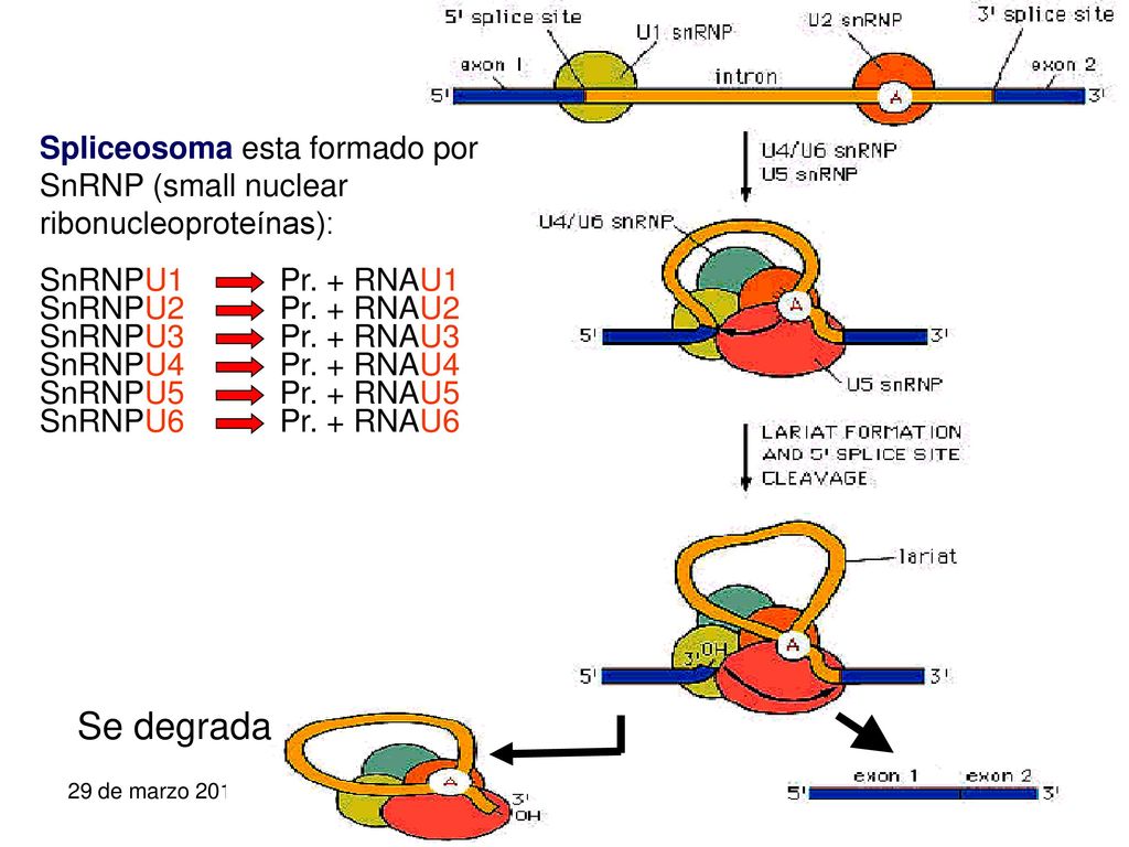 Spliceosoma esta formado por SnRNP (small nuclear ribonucleoproteínas):