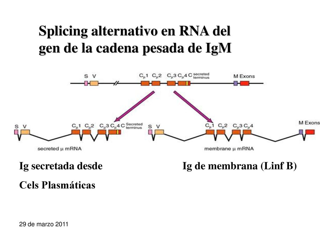 Splicing alternativo en RNA del gen de la cadena pesada de IgM