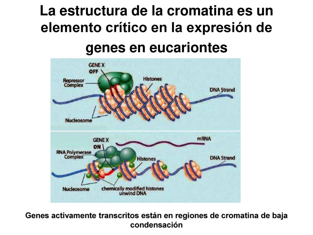 La estructura de la cromatina es un elemento crítico en la expresión de genes en eucariontes
