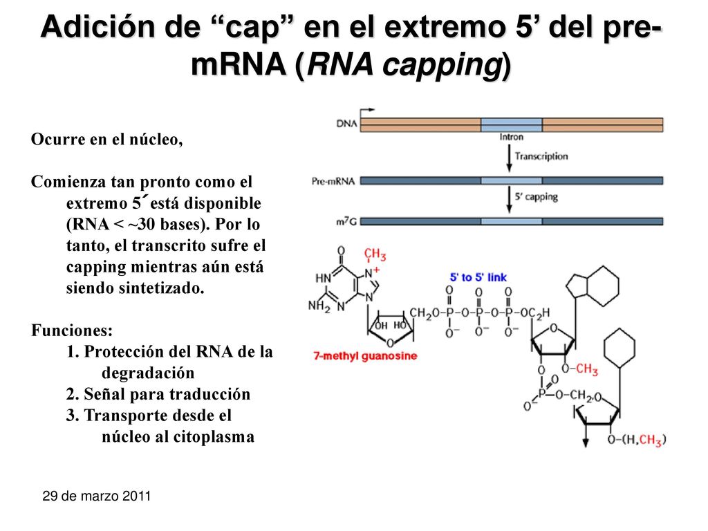 Adición de cap en el extremo 5’ del pre-mRNA (RNA capping)