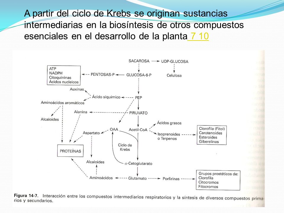 A partir del ciclo de Krebs se originan sustancias intermediarias en la biosíntesis de otros compuestos esenciales en el desarrollo de la planta 7 10